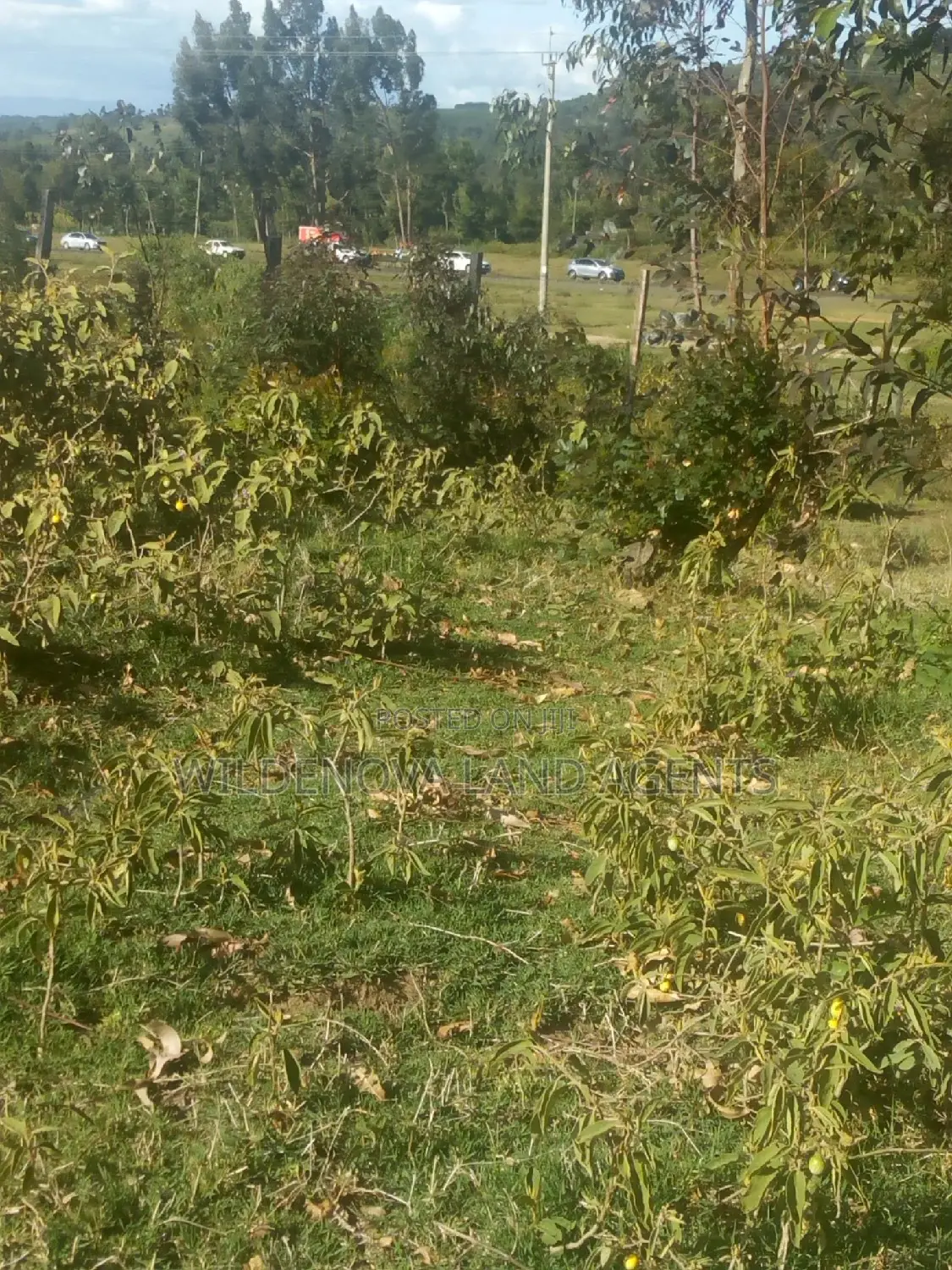 Great Opportunity: Land Sale on Naivasha's Kinungi Road, Close to Nairobi & Nakuru in Naivasha East