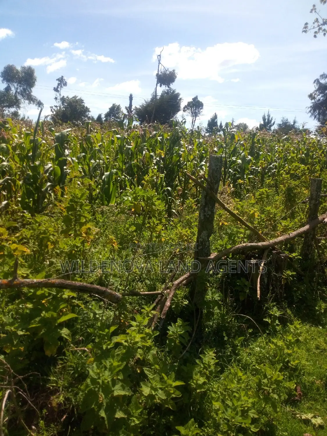 2-Acre Property in Flyover Kinangop - Perfect for Your Dream Home! in Magumu
