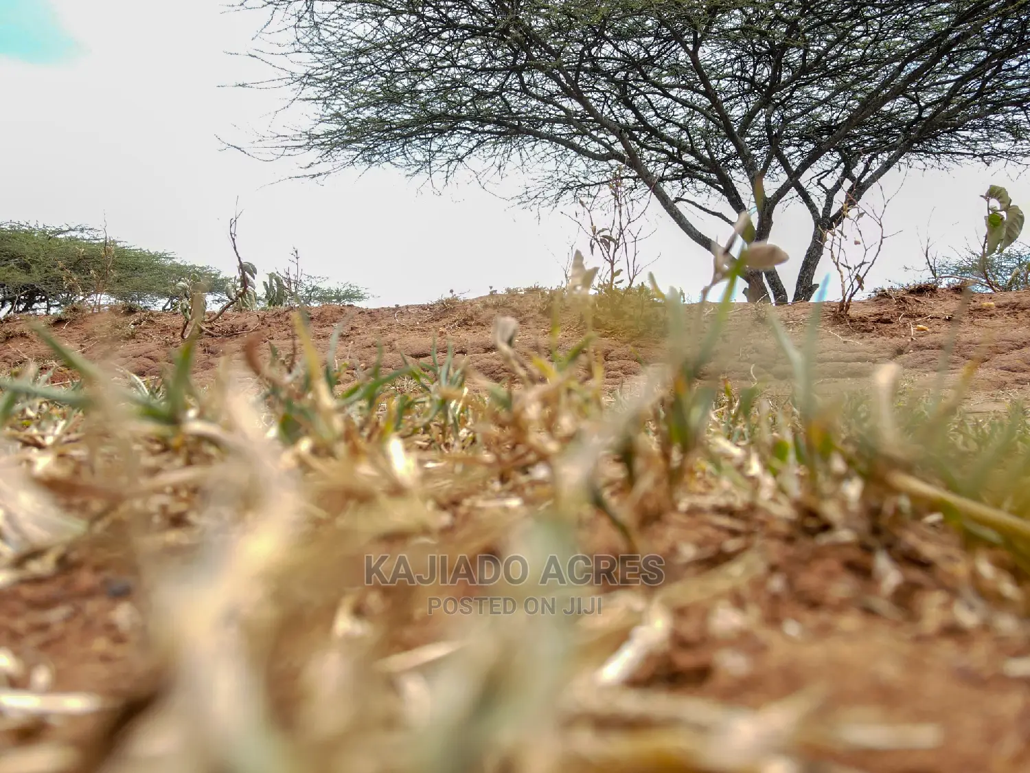 5-Acre Sajiloni Land for Sale at $1.2 Million Each Acre in Isinya