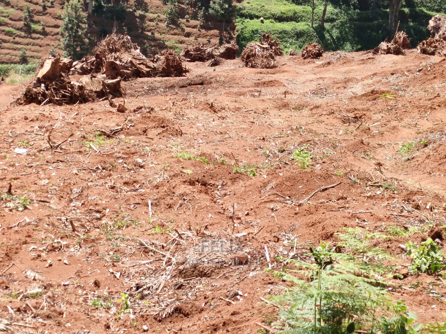 2acres Karatina/Mwanda Coffee Area in Karatina Town