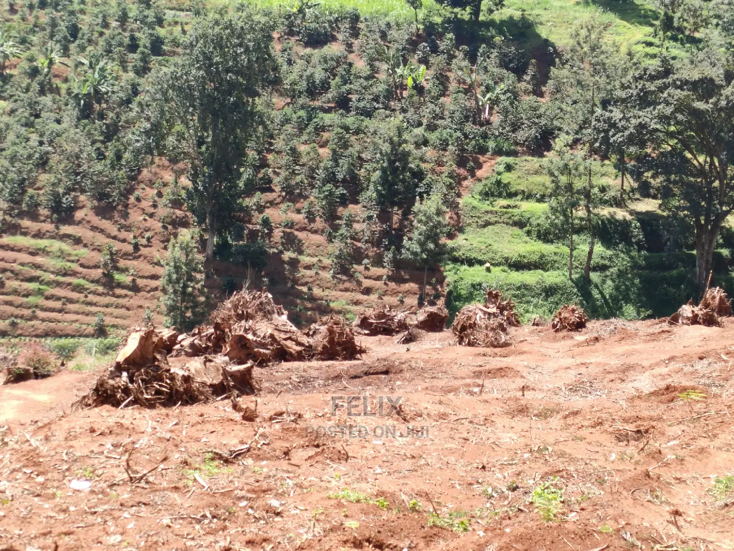2acres Karatina/Mwanda Coffee Area in Karatina Town