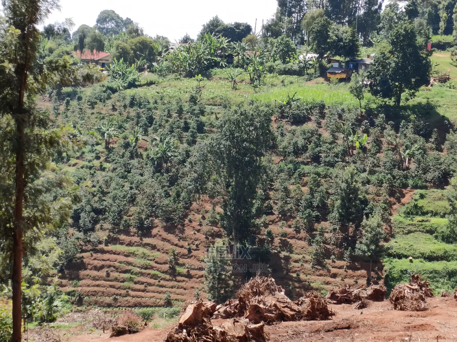 2acres Karatina/Mwanda Coffee Area in Karatina Town