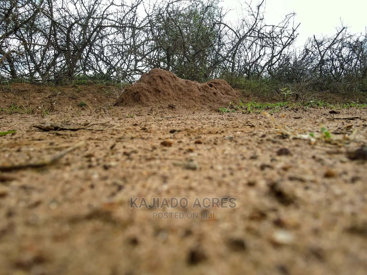 Large-Scale Prime 20 Acre Farm for Sale in Kajiado Central - Agriculture Focus in Imaroro