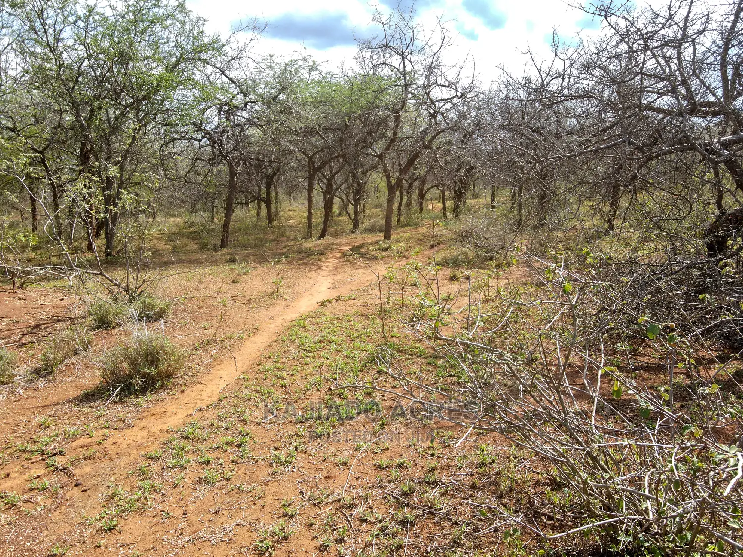 Affordable 42-acre farmland in Iselengei, Oloitoktok South, priced at KES 350,000 per acre in Loitoktok