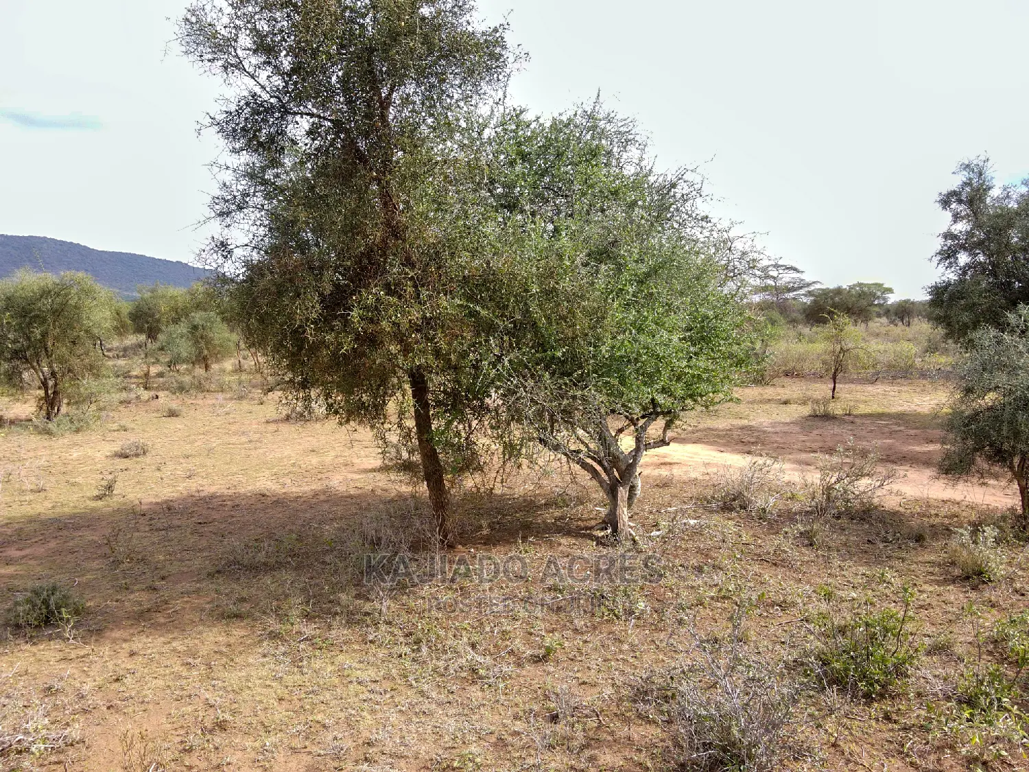 140 Acres Maili Tisa - Quick Sale Opportunity! in Namanga