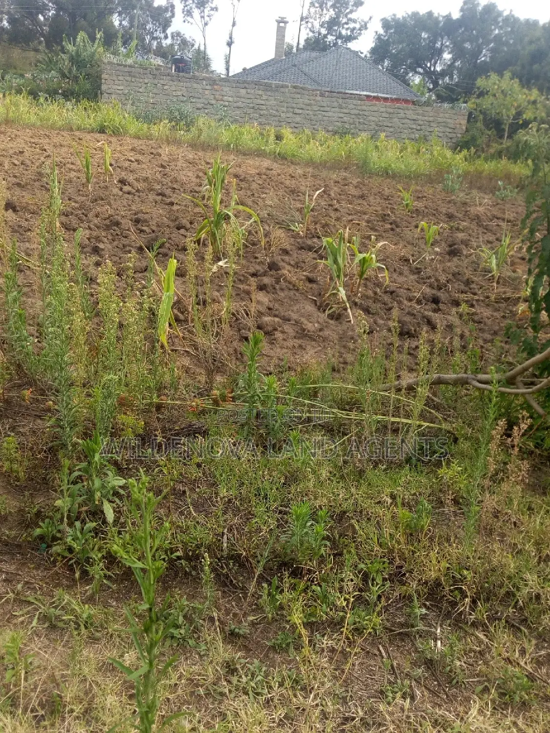 Prime 50*100 Plot in Karati Naivasha - Ready for Purchase in Biashara