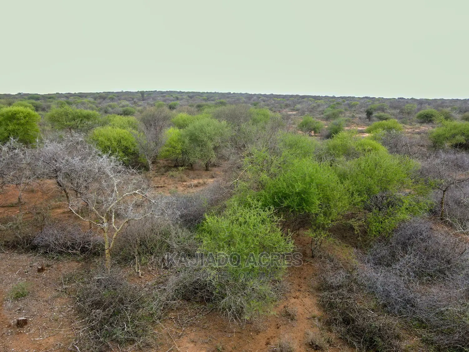 Prime 75 Acres & 70 Acres Maili Tisa Land Offered at 350k/Acre in Namanga