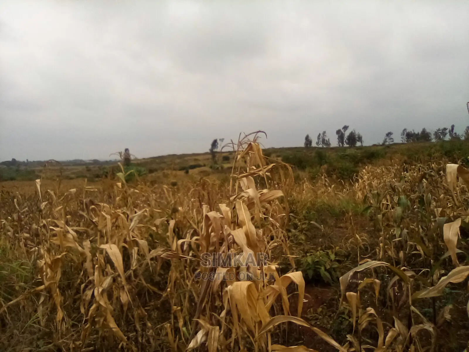 Quality Land for Sale in Ruiru - Your Future Home Awaits! in Membley Estate