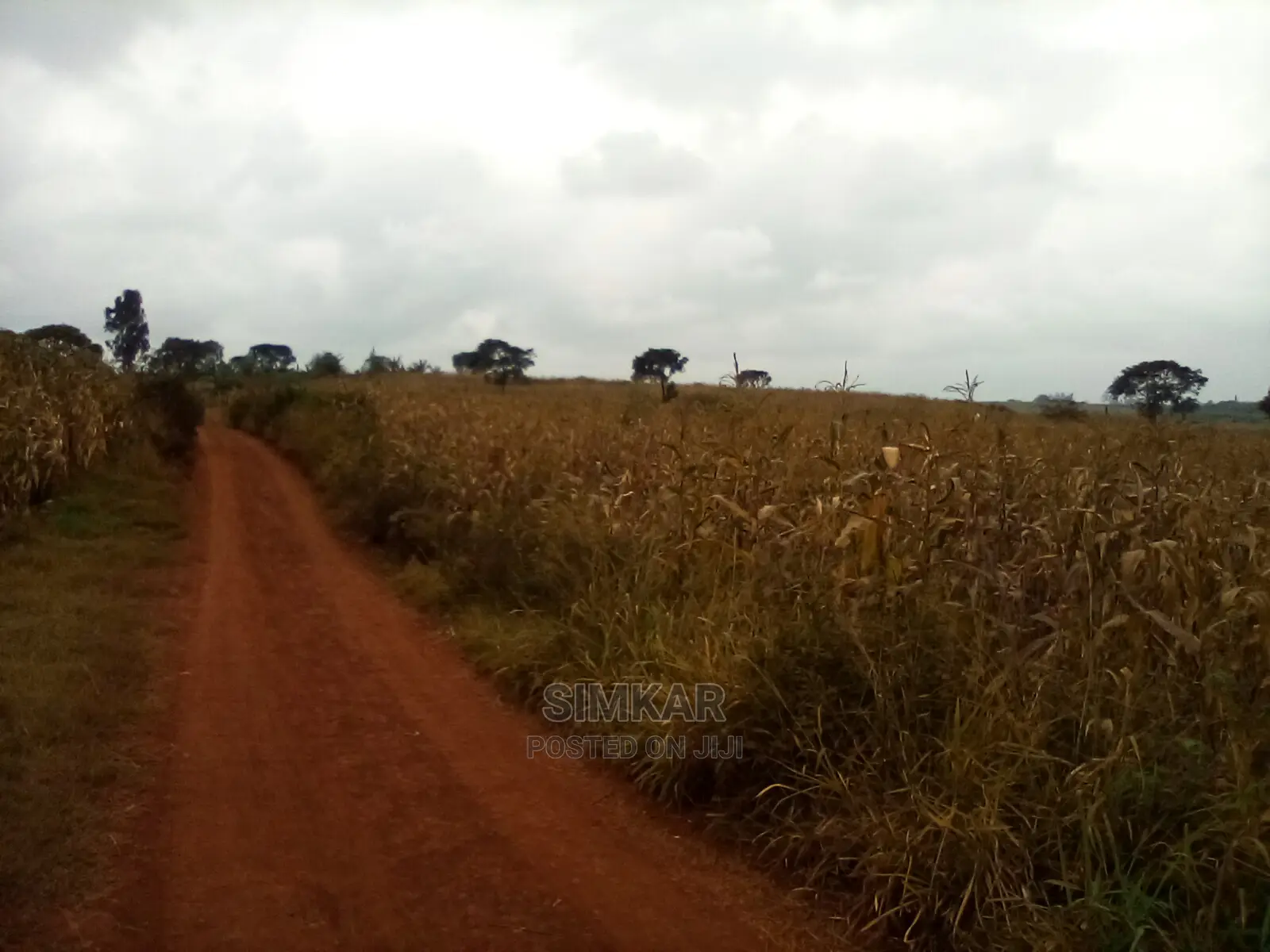 Quality Land for Sale in Ruiru - Your Future Home Awaits! in Membley Estate