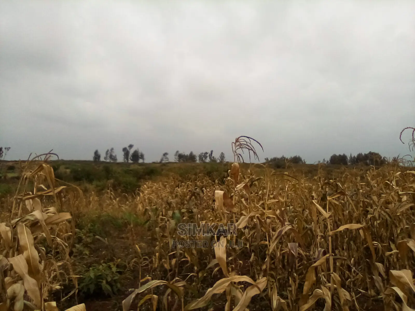 Quality Land for Sale in Ruiru - Your Future Home Awaits! in Membley Estate