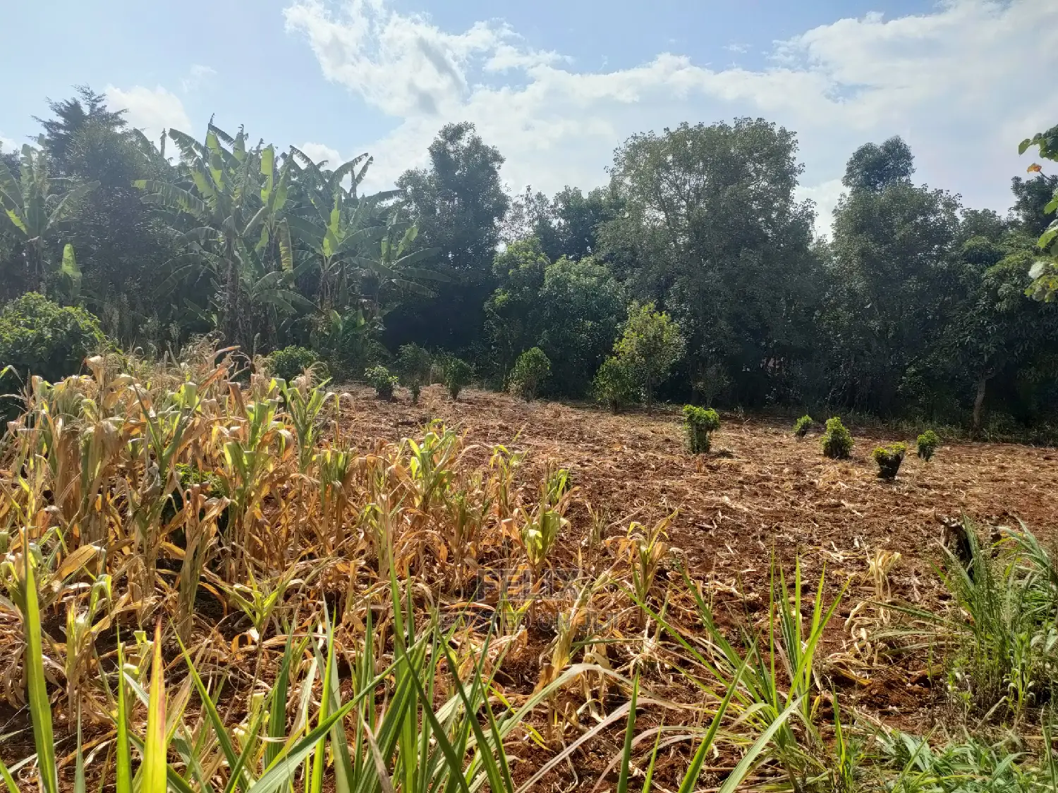 Karatina Kabiruini/Gwa Gachau 1acre in Karatina Town