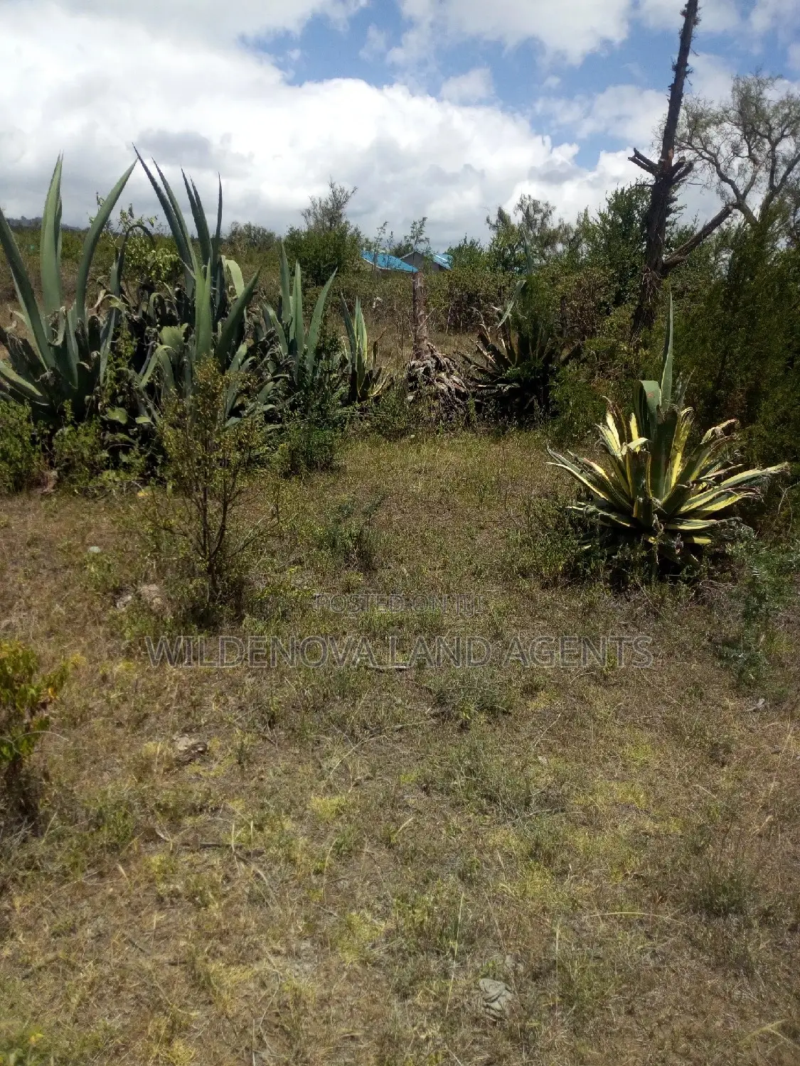 Land Sale in Naivasha Nyamathi - Unbeatable Prices, Unbeatable Value! in Naivasha