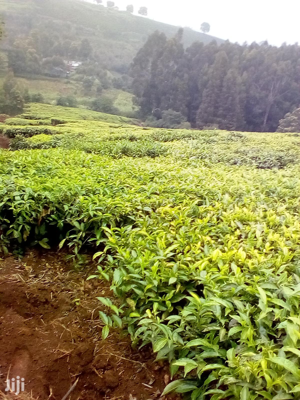 3 Acres Kinyogori, Limuru in Limuru CBD