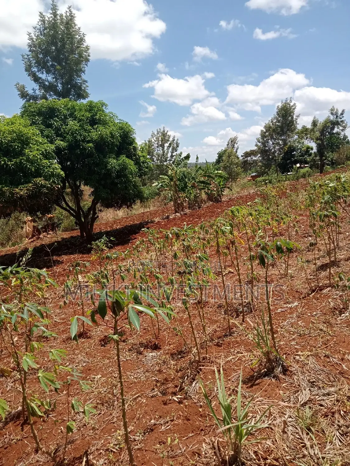 Land for Sale: Makuyu - One Acre Awaits You in Makuyu