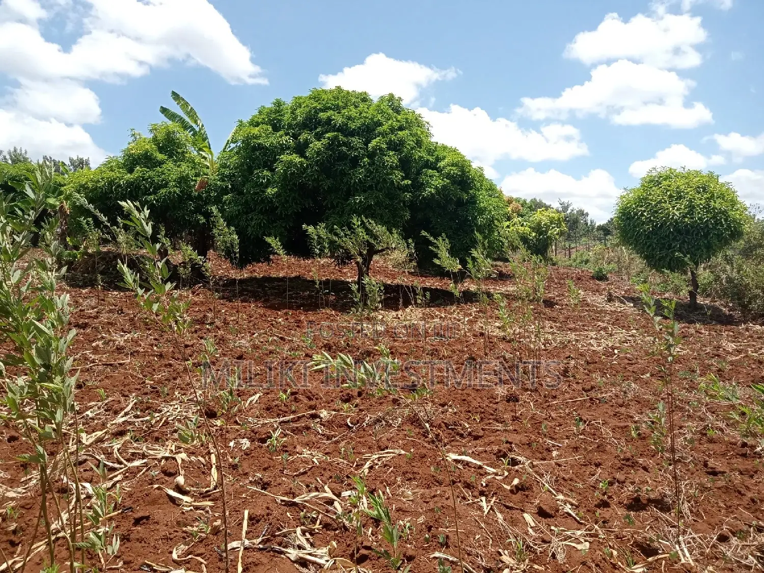 Land for Sale: Makuyu - One Acre Awaits You in Makuyu