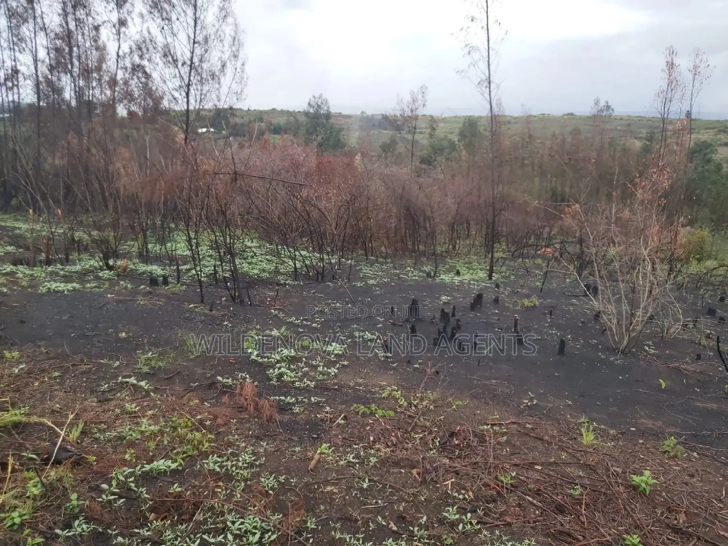 Turasha Ririshua Kinangop: Buy Land at Competitive Prices in North Kinangop