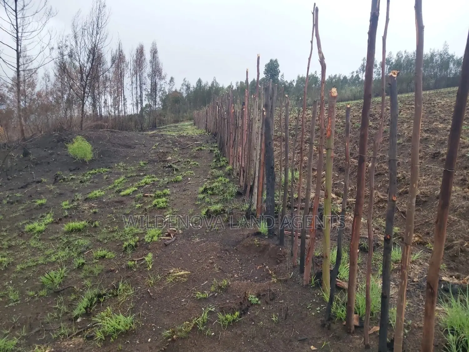 Turasha Ririshua Kinangop: Buy Land at Competitive Prices in North Kinangop
