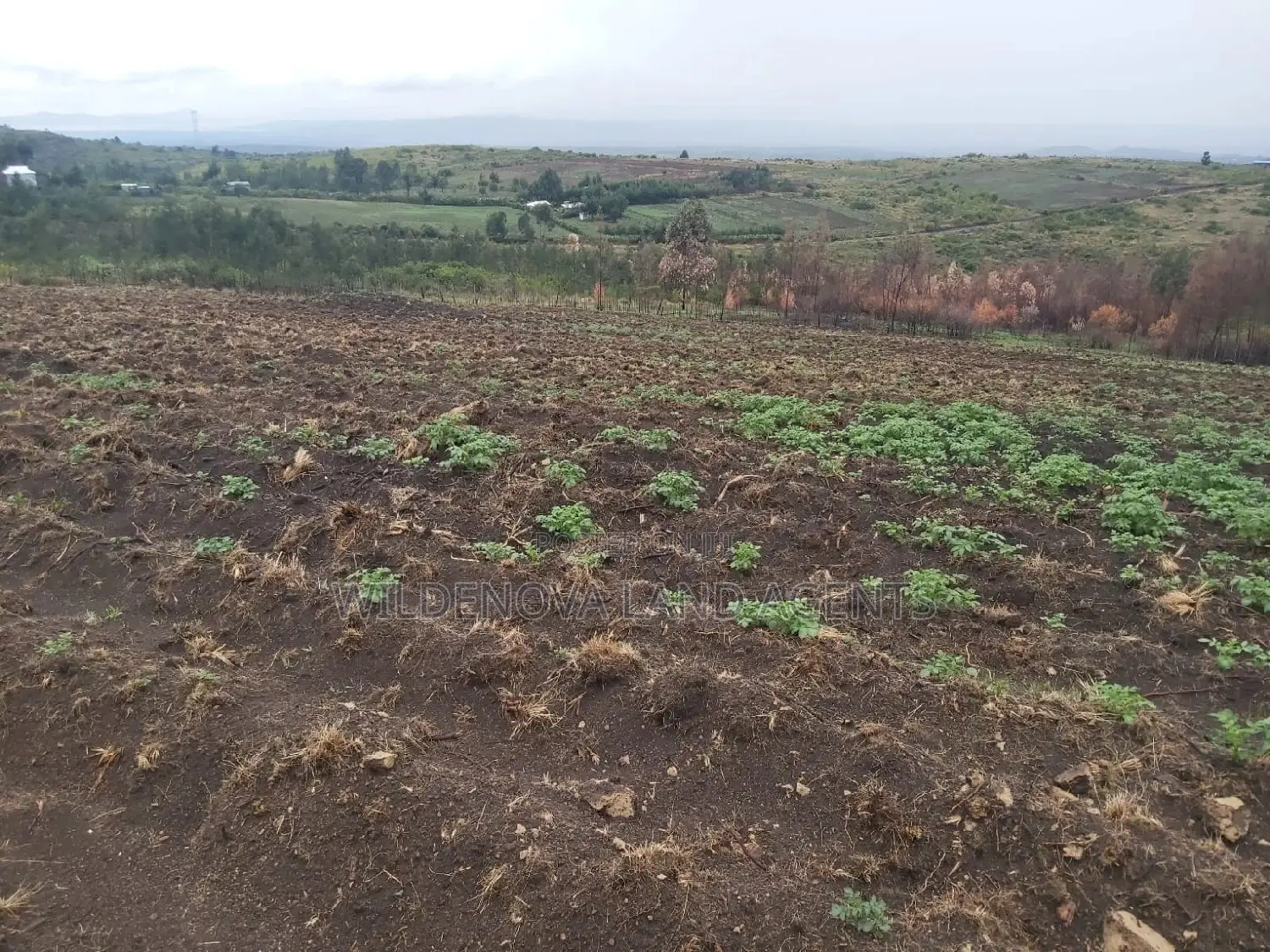 Turasha Ririshua Kinangop: Buy Land at Competitive Prices in North Kinangop