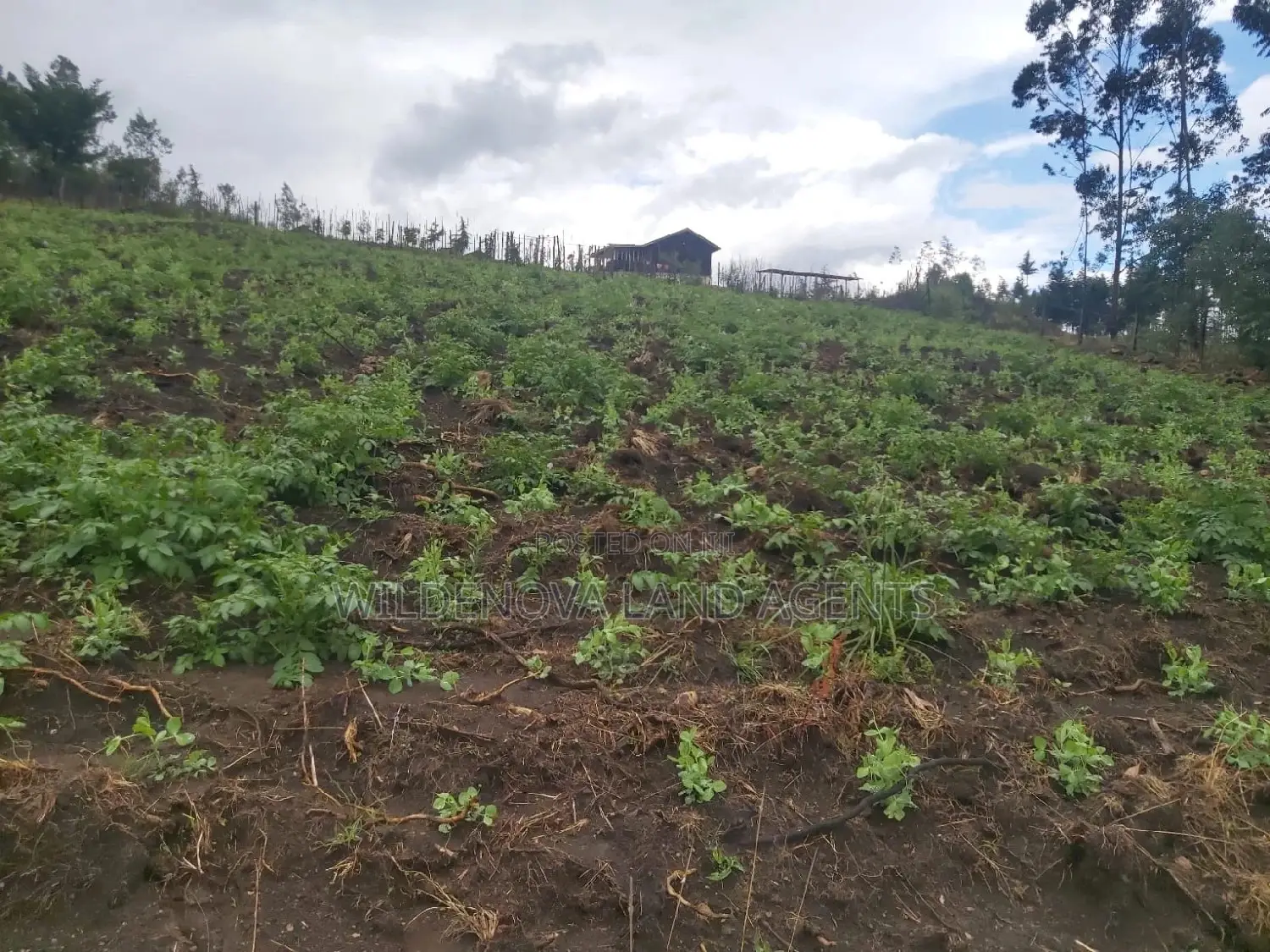 Turasha Ririshua Kinangop: Buy Land at Competitive Prices in North Kinangop