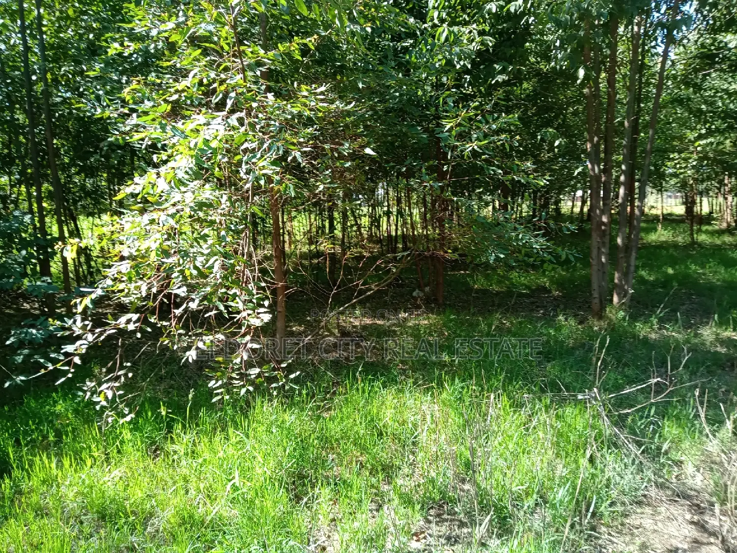 Modern 1/4 Annex Close to Pazuri Estate - Live Comfortably in Eldoret CBD