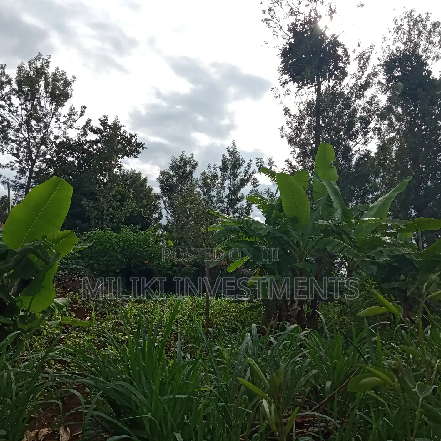Large Kenol Property - 40x80 Sq Meters Plot Available in Kimorori/Wempa