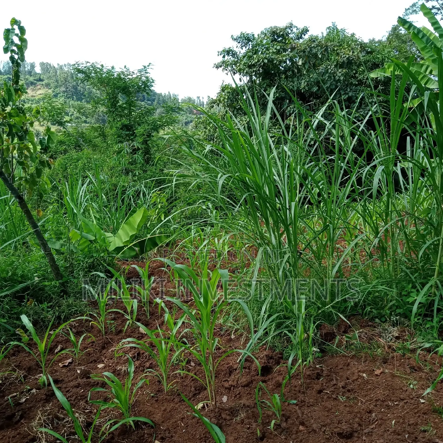 Maragua: 5-Acre Land Plot for Sale: Seize the Opportunity! in Nginda