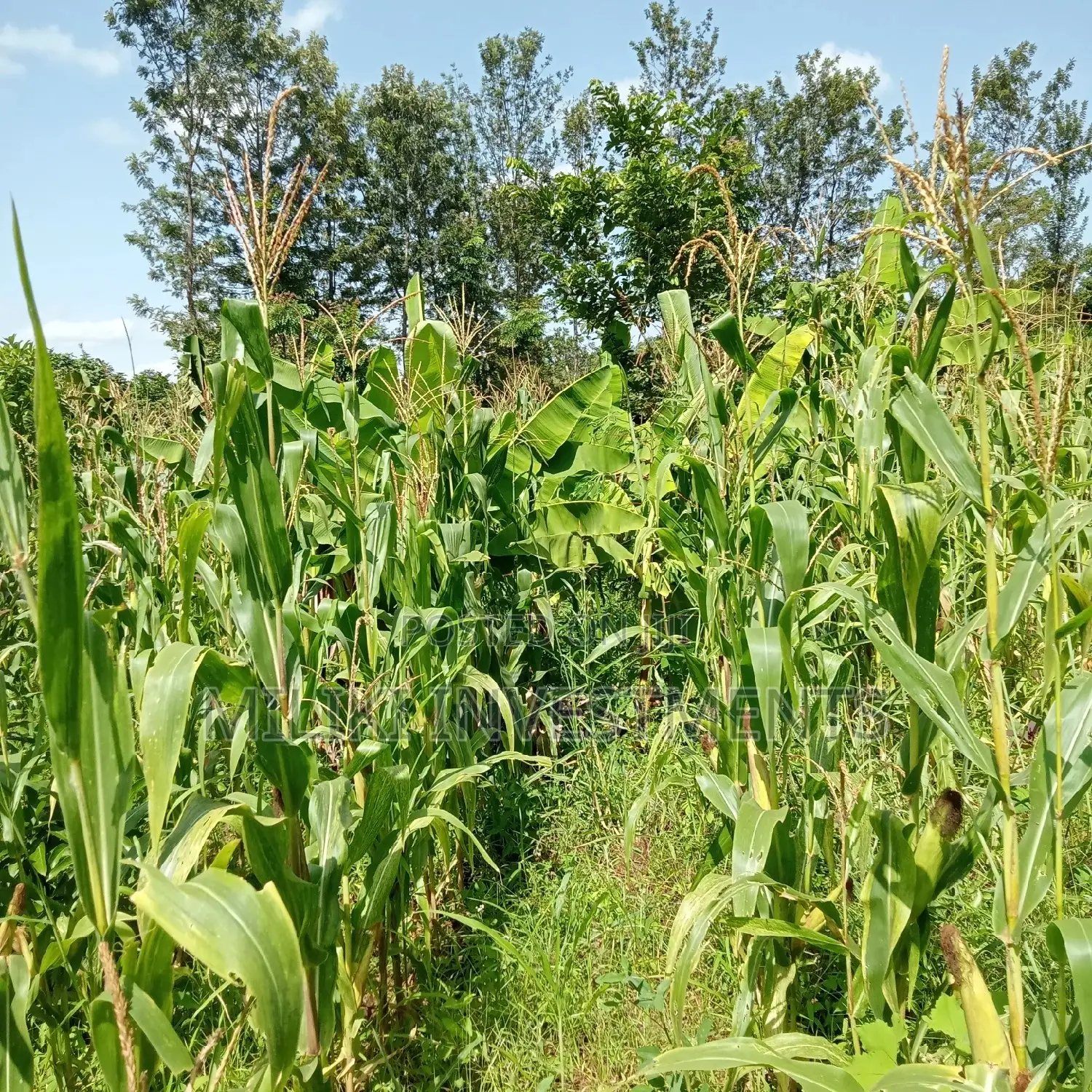Maragua: 5-Acre Land Plot for Sale: Seize the Opportunity! in Nginda