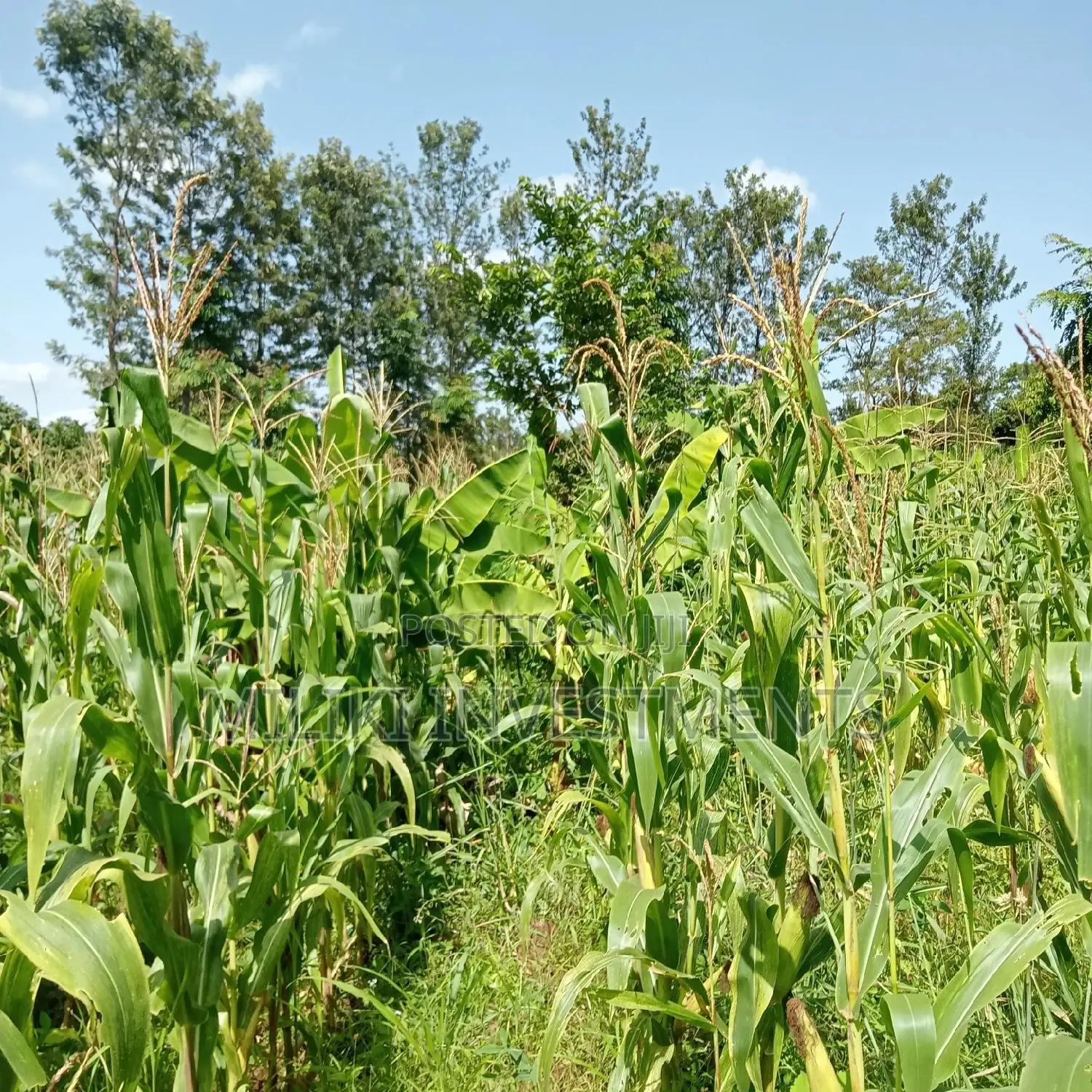 Maragua: 5-Acre Land Plot for Sale: Seize the Opportunity! in Nginda