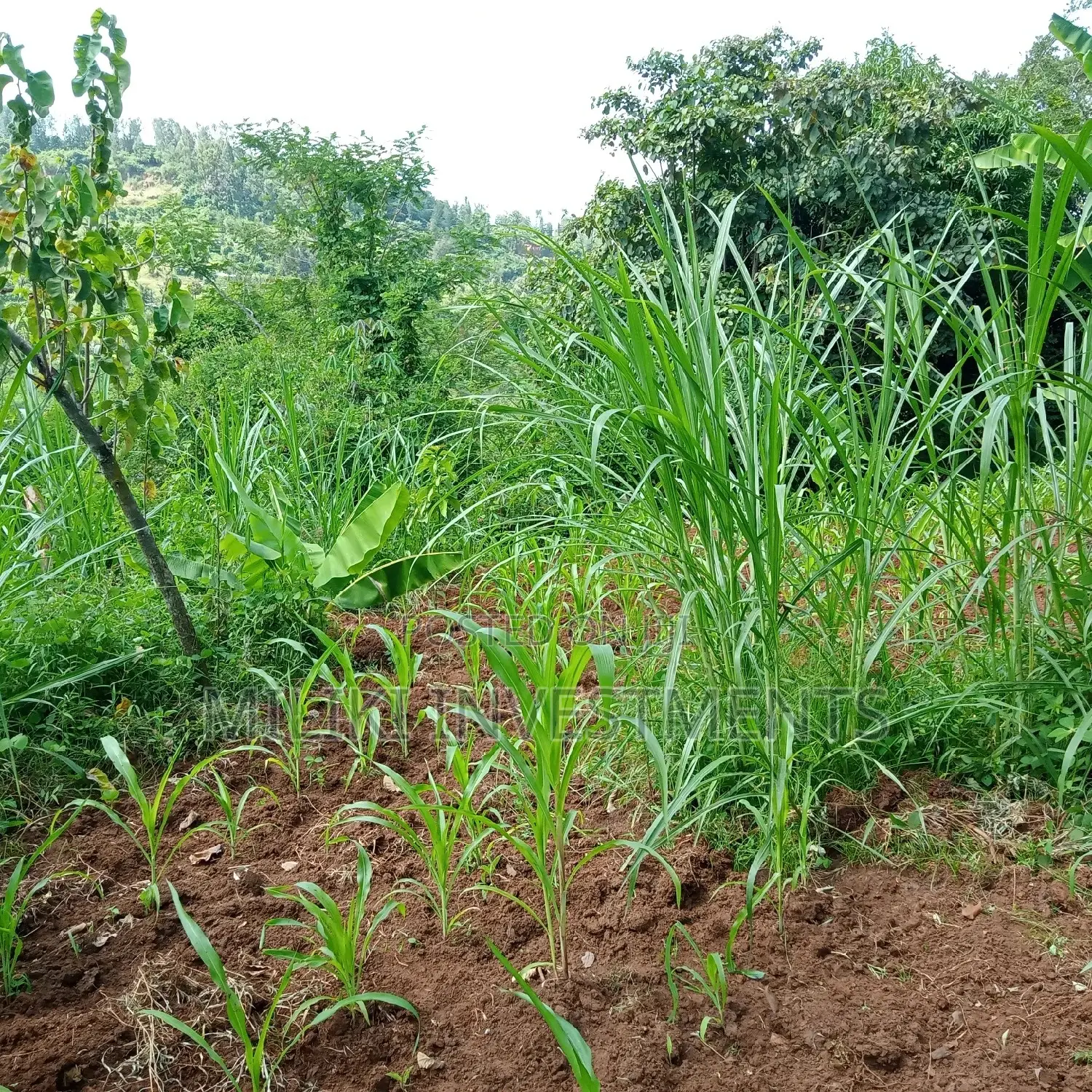 Maragua: 5-Acre Land Plot for Sale: Seize the Opportunity! in Nginda