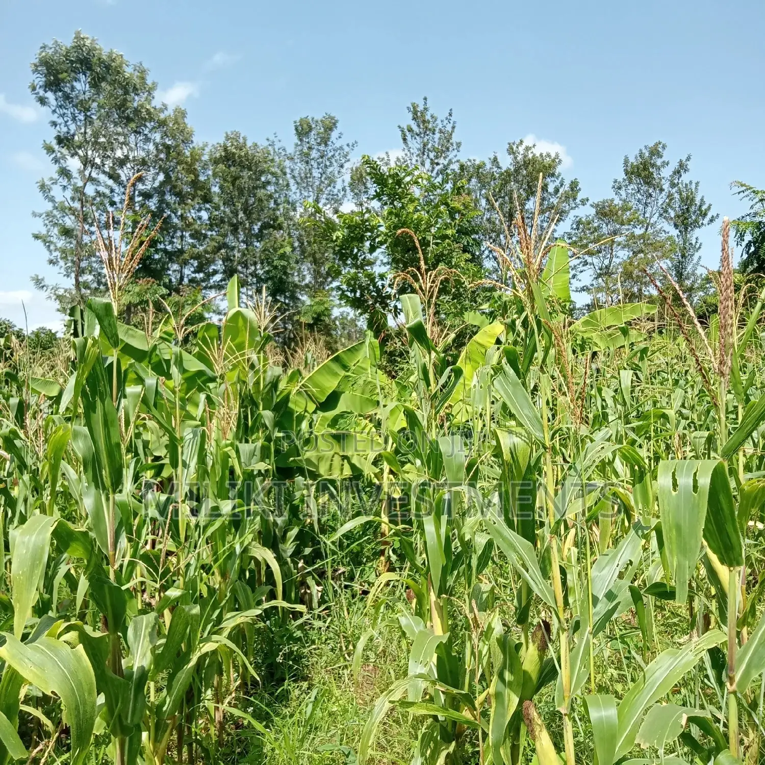 Maragua: 5-Acre Land Plot for Sale: Seize the Opportunity! in Nginda