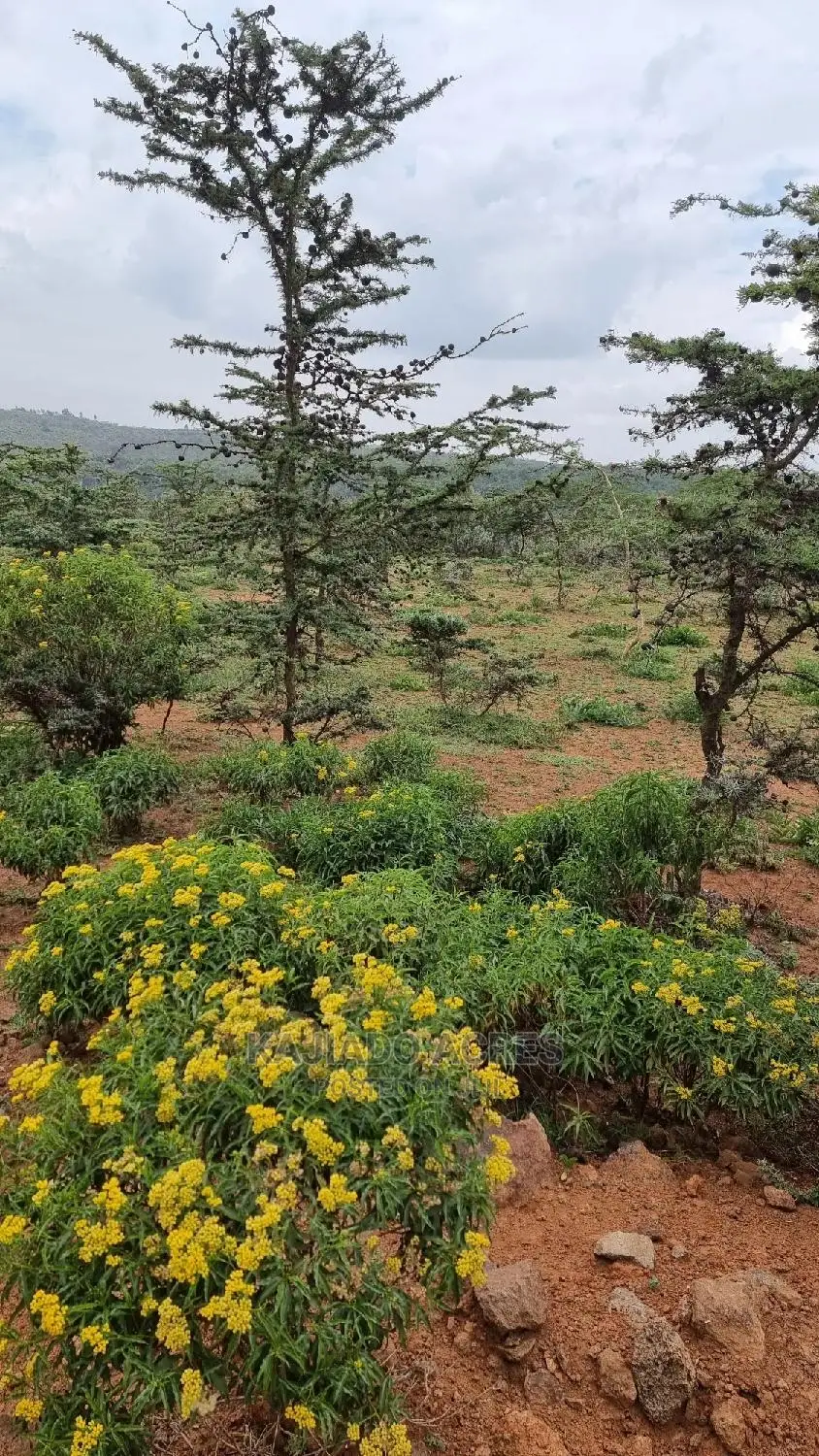 Prime Kimuka Land: 10 Acres Distress Sale at 4 Million per Acre in Ngong