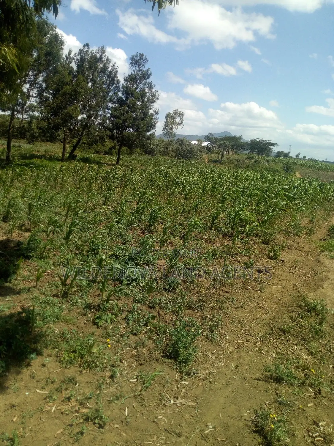1 Acre Kiambogo, Longonot, Naivasha Land - Scenic Views and Development Potential in Biashara