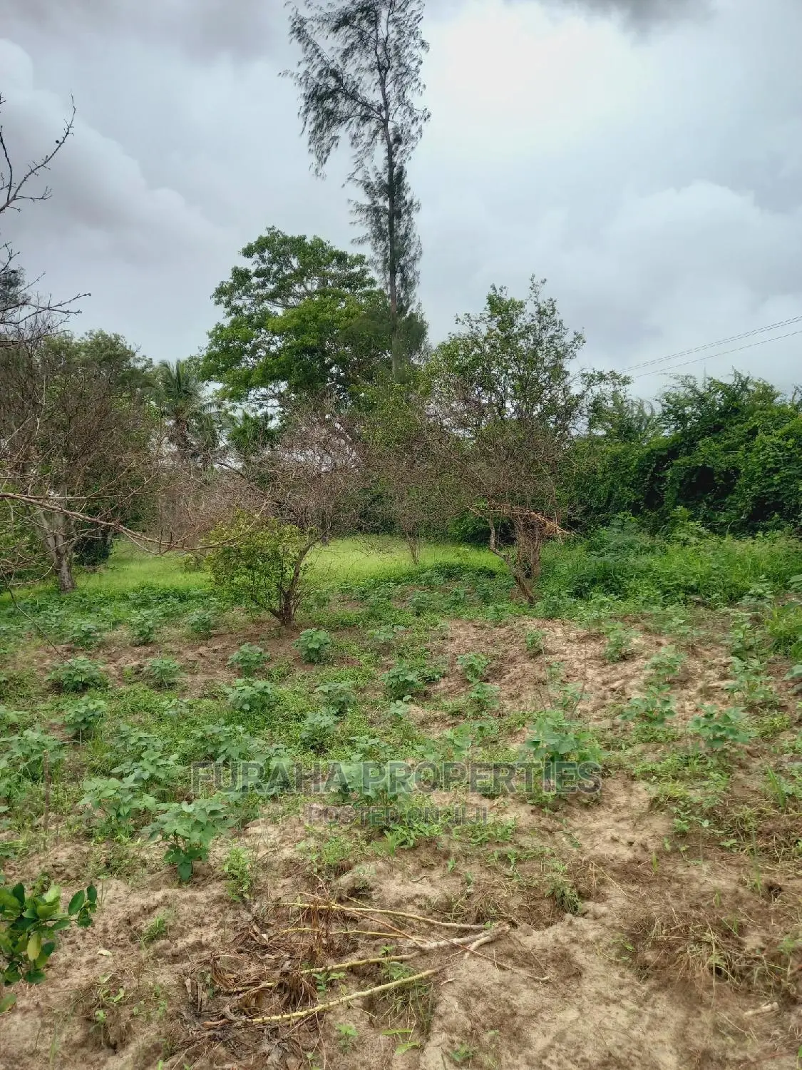 4 Acre Agricultural Land Kikambala - Excellent Investment for Farming or Real Estate in Kikambala