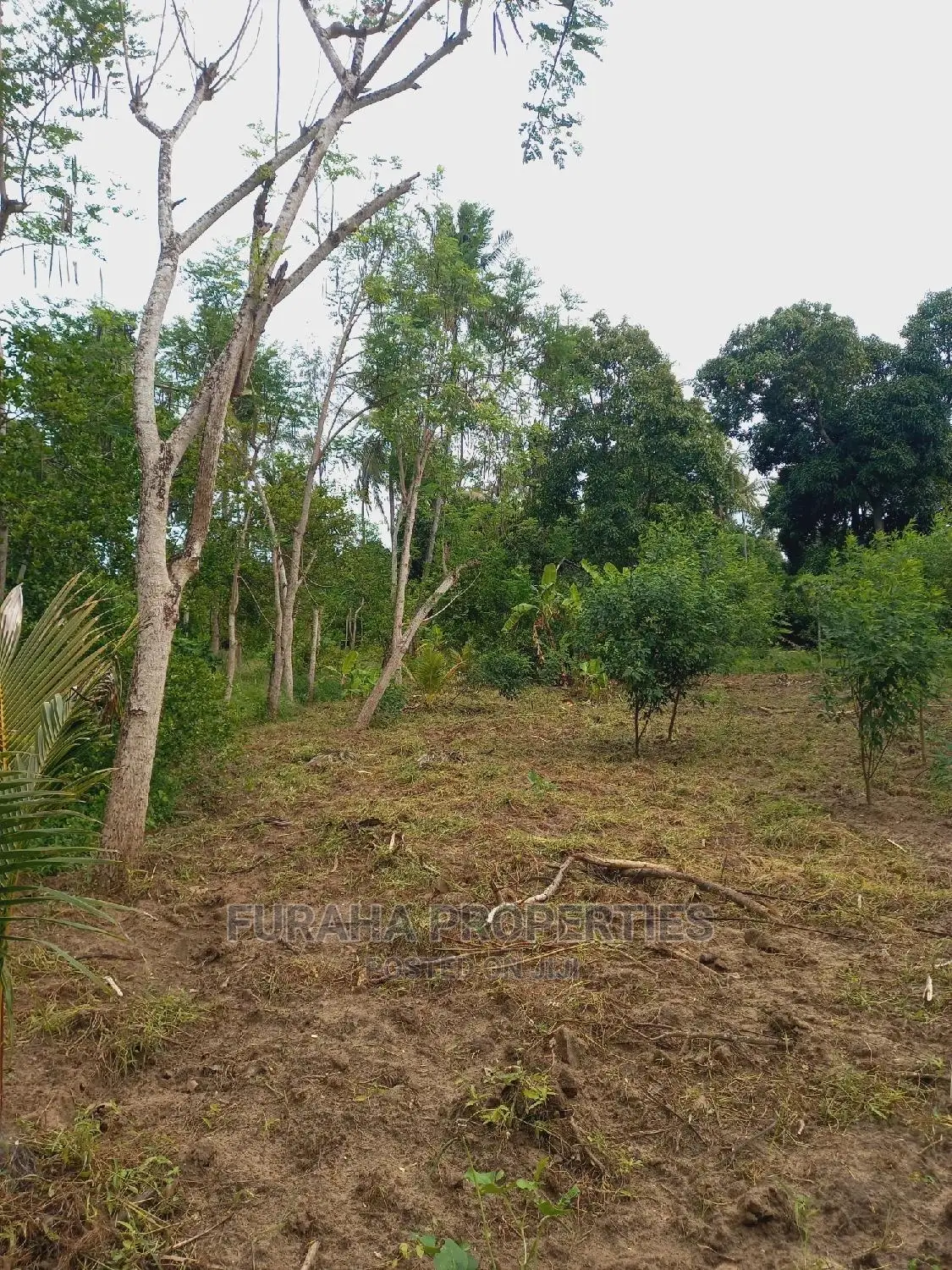 4 Acre Agricultural Land Kikambala - Excellent Investment for Farming or Real Estate in Kikambala