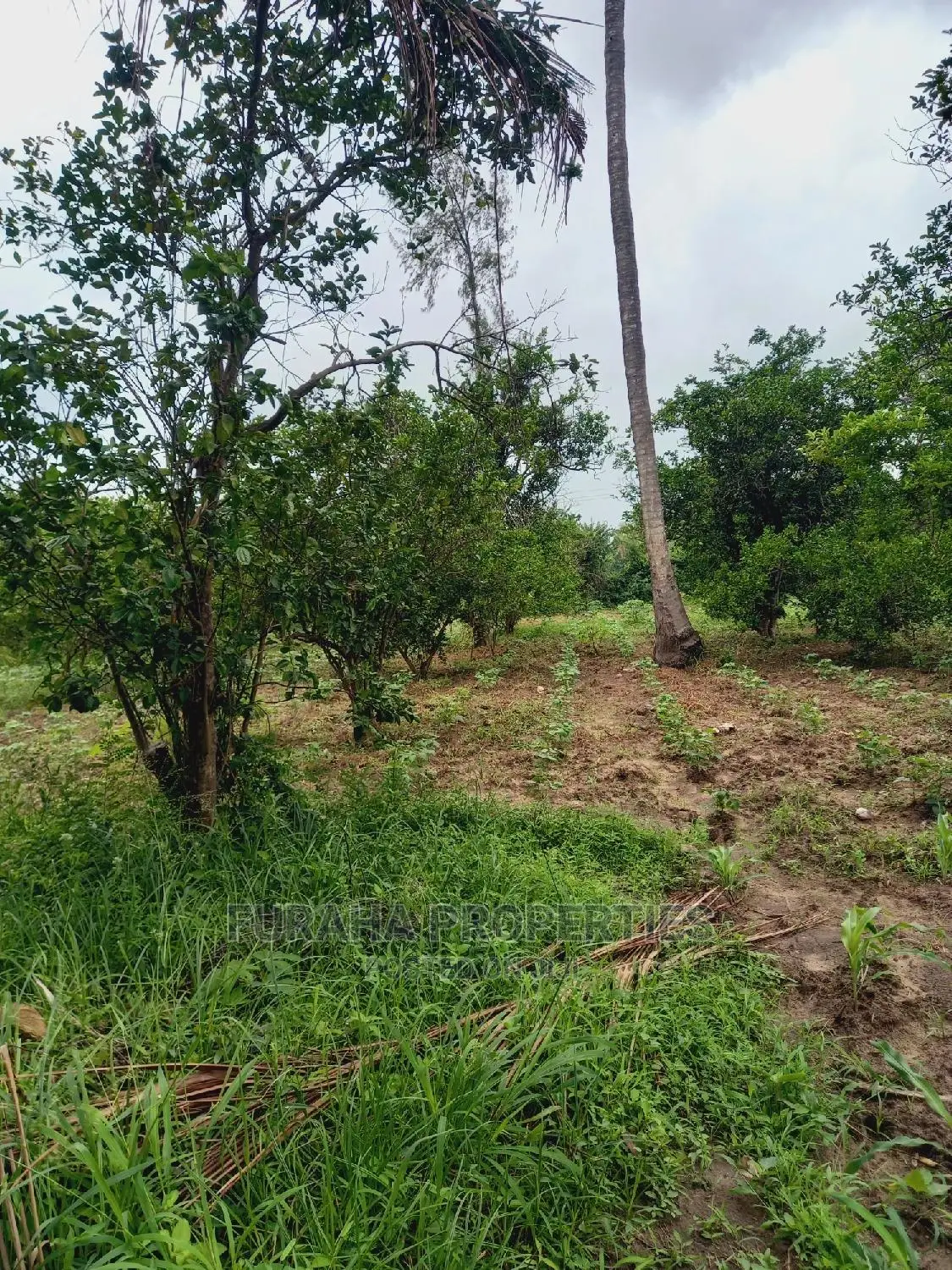 4 Acre Agricultural Land Kikambala - Excellent Investment for Farming or Real Estate in Kikambala