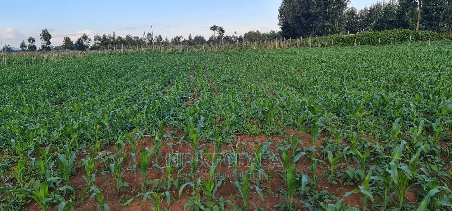 1 Acre Land in Chepkoilelkapndani, Eldoret for Sale - Excellent Real Estate Investment in Kimumu