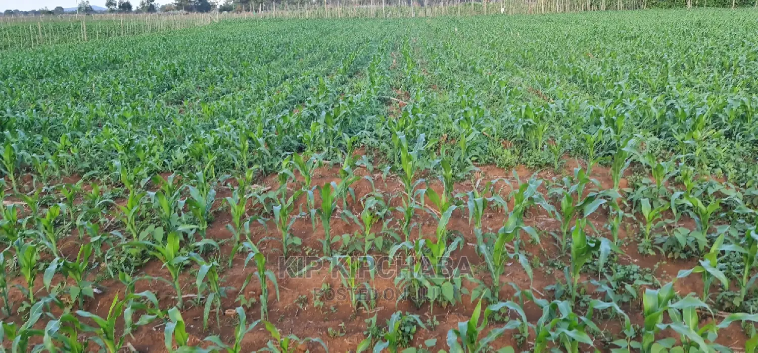 1 Acre Land in Chepkoilelkapndani, Eldoret for Sale - Excellent Real Estate Investment in Kimumu