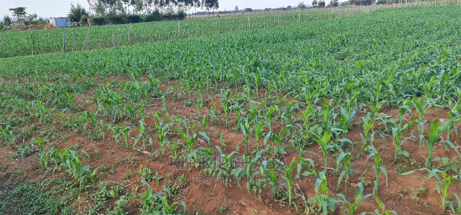 1 Acre Land in Chepkoilelkapndani, Eldoret for Sale - Excellent Real Estate Investment in Kimumu