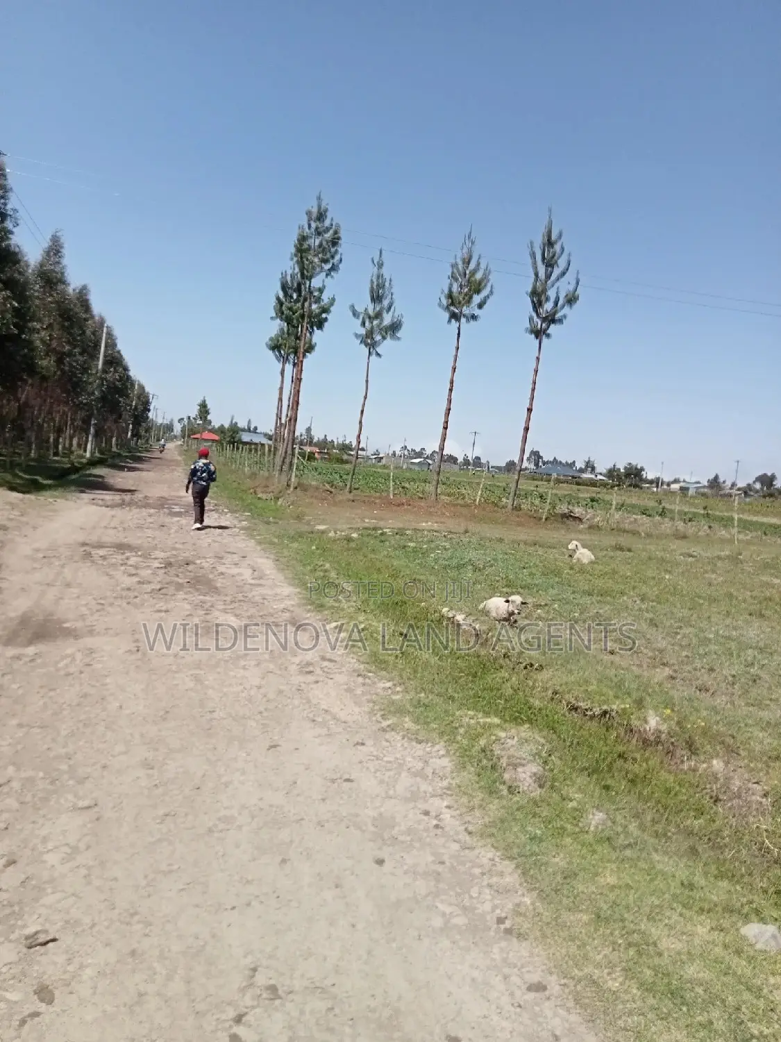 2 Acres for Sale - Magumu Kinangop: Perfect for Agriculture in North Kinangop