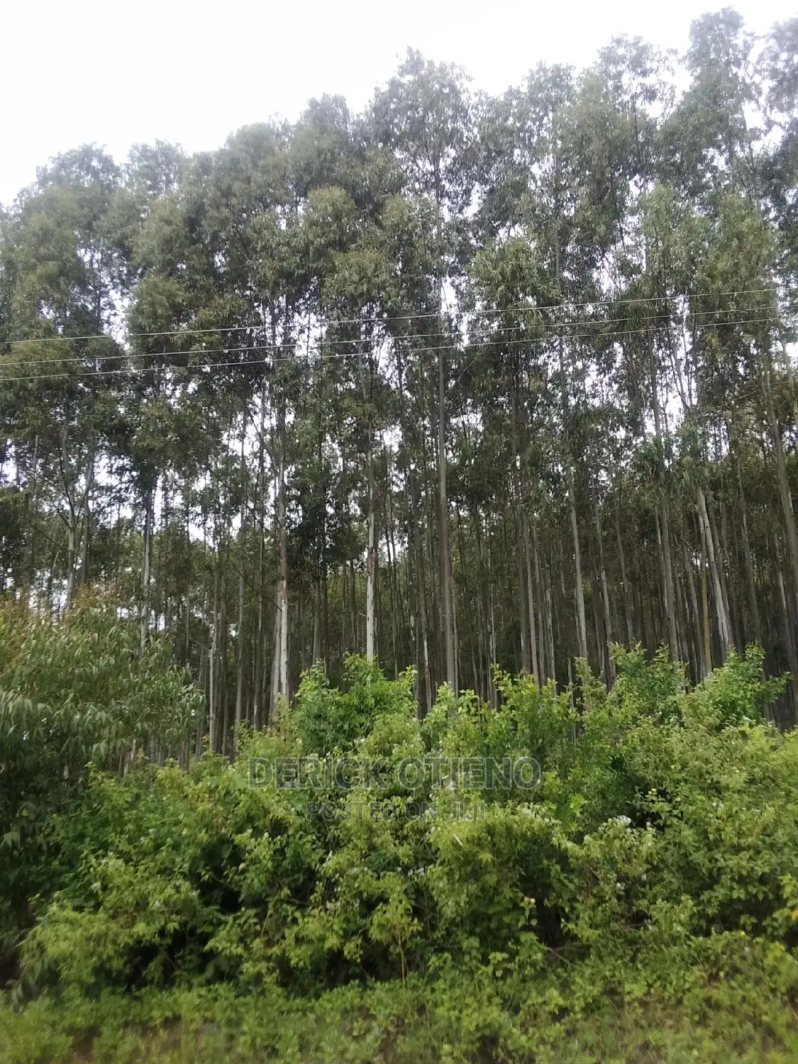 Spacious One-Acre Plot in Lavington Available in Lavington