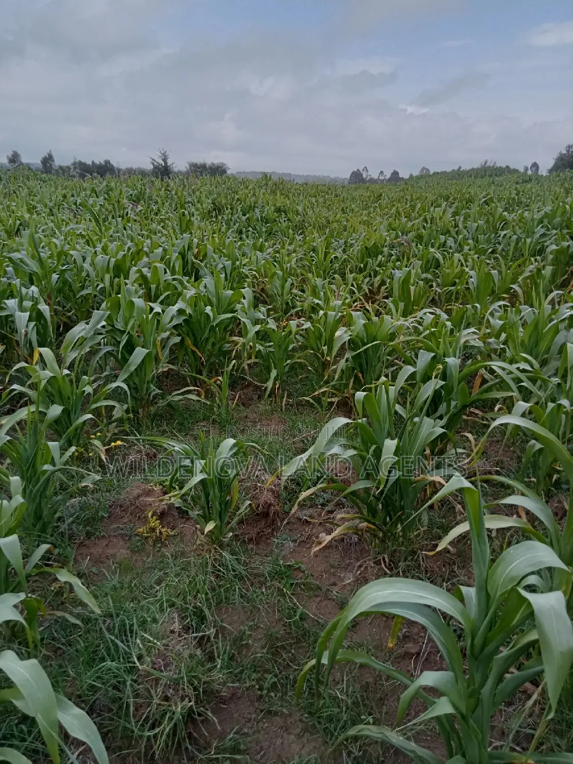 Purchase 1 Acre Land in Mwendandu Kinangop Today in North Kinangop