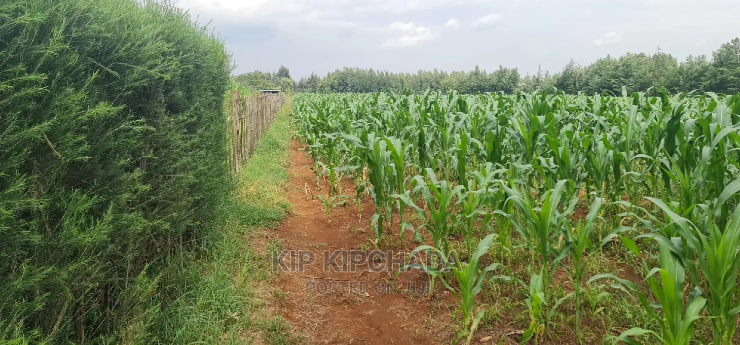 Affordable 1/4 Acre Land Plots for Sale in Lemukok Kapseret, Eldoret in Kapseret