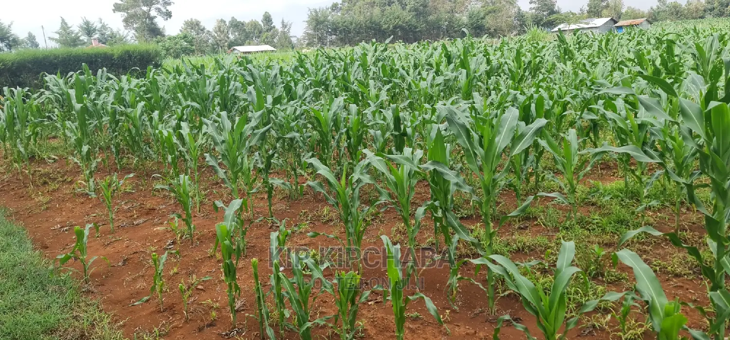 Affordable 1/4 Acre Land Plots for Sale in Lemukok Kapseret, Eldoret in Kapseret