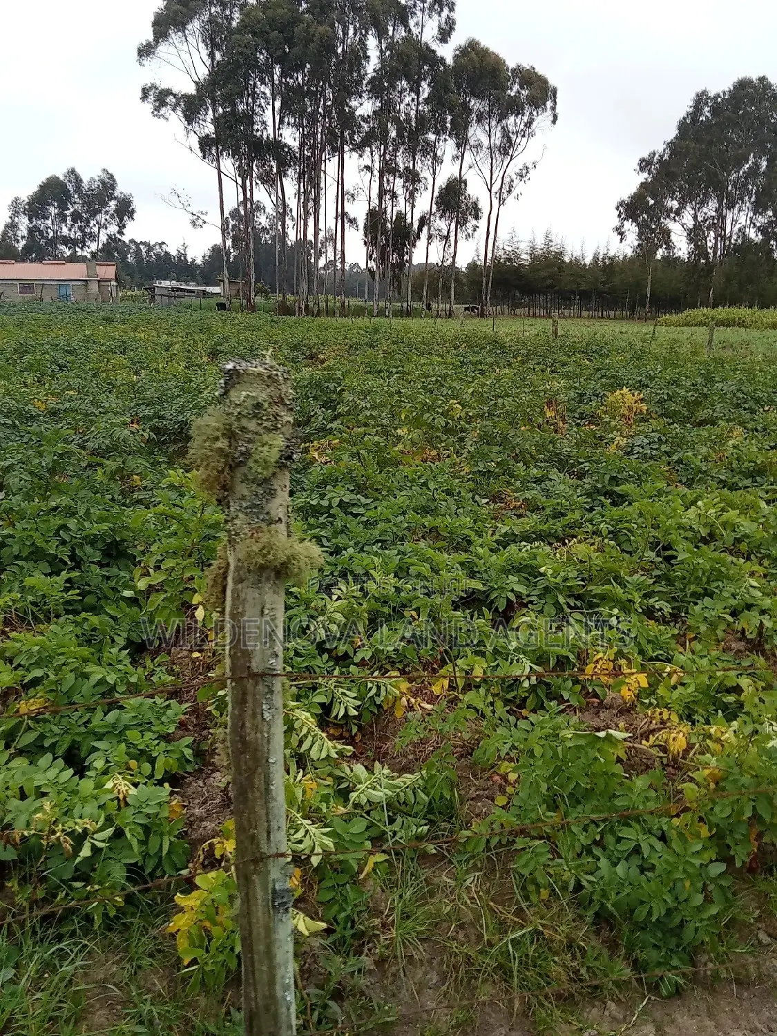 1-Acre Land in Mukiri Kwaharaka, Kinangop - For Sale in North Kinangop