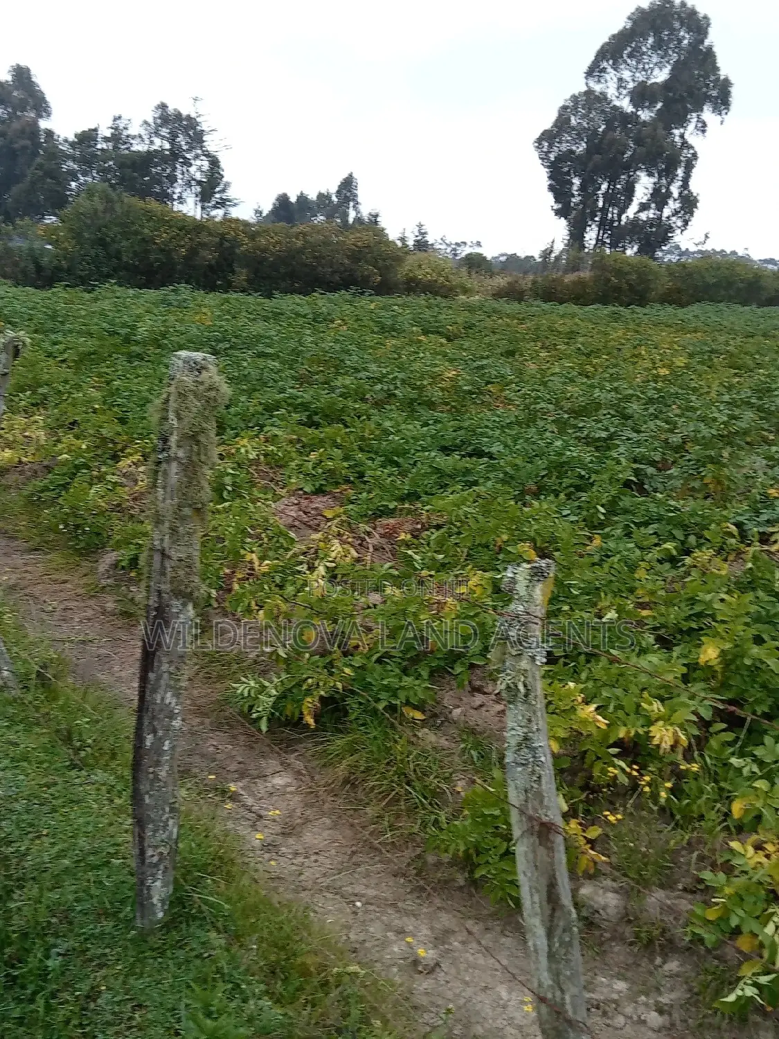 1-Acre Land in Mukiri Kwaharaka, Kinangop - For Sale in North Kinangop