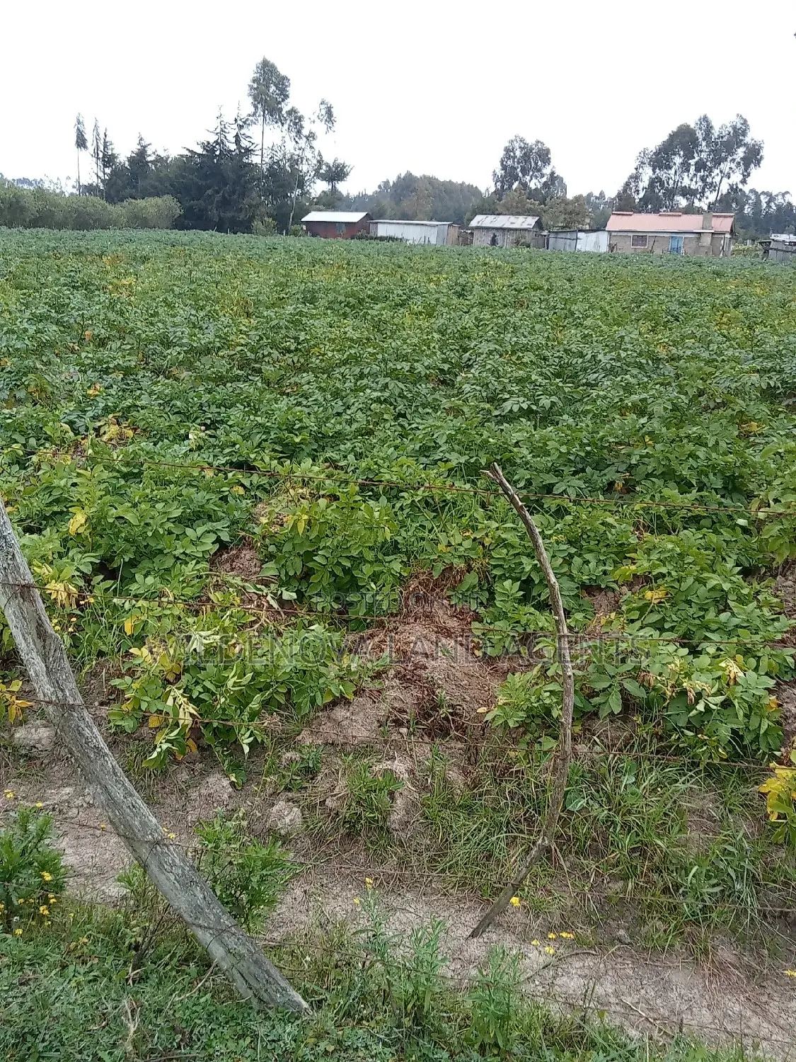 1-Acre Land in Mukiri Kwaharaka, Kinangop - For Sale in North Kinangop