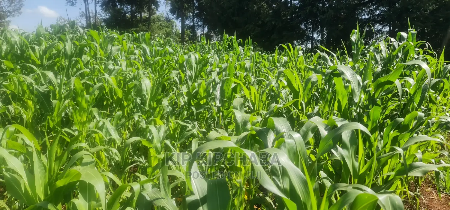 Speedy Sale: 1/4 Acre Land in Kimumu Eldoret - Great Offer in Kimumu