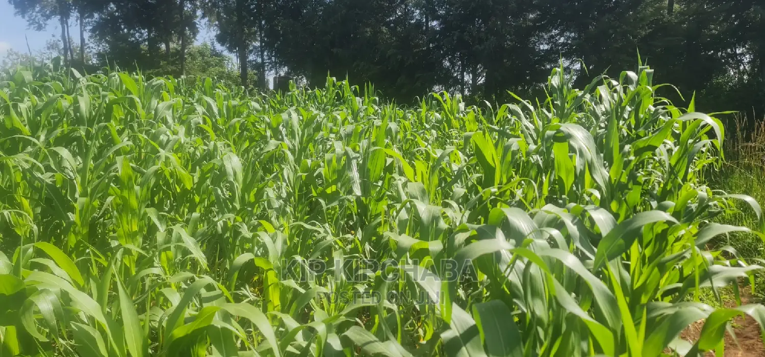Speedy Sale: 1/4 Acre Land in Kimumu Eldoret - Great Offer in Kimumu