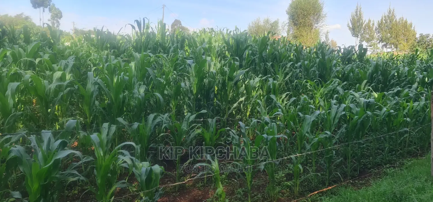 Speedy Sale: 1/4 Acre Land in Kimumu Eldoret - Great Offer in Kimumu