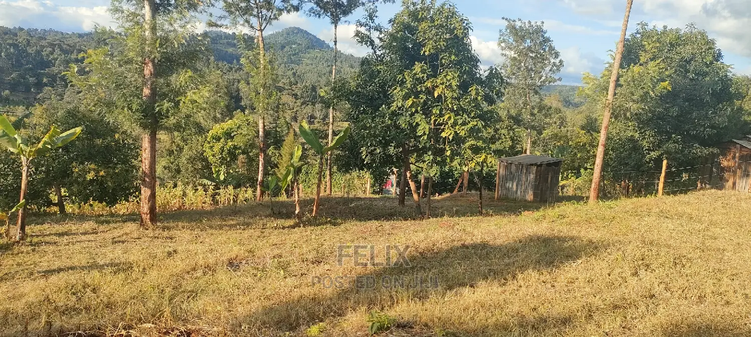 Nyeri/ Gatitu,Githiru.1/2 Acre in Gatitu